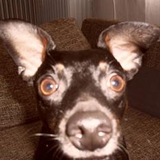 Dvaergpinscher Micky