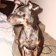 Dvaergpinscher Micky
