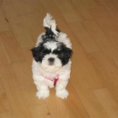Shih tzu Bella