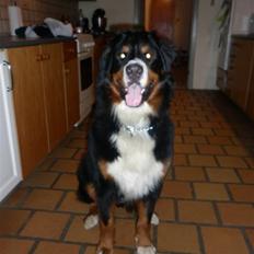 Berner sennenhund Balou