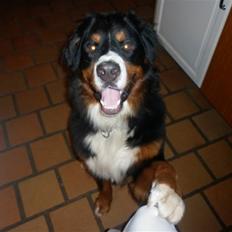Berner sennenhund Balou
