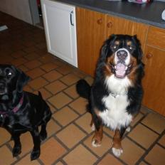Berner sennenhund Balou