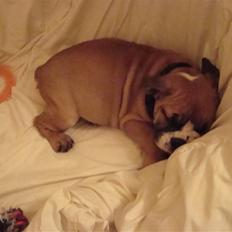 Engelsk bulldog Bella