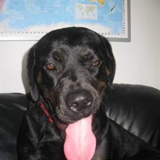 Blanding af racer Chili cheese dog