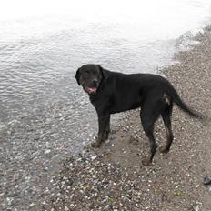 Blanding af racer Chili cheese dog