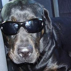 Blanding af racer Chili cheese dog