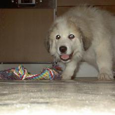 Pyreneerhund Mathilde