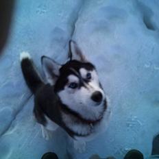 Siberian husky Velvet