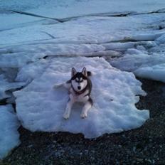 Siberian husky Velvet