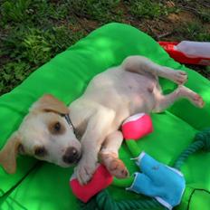 Blanding af racer Elvis