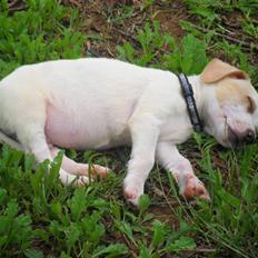 Blanding af racer Elvis