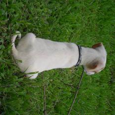 Blanding af racer Elvis