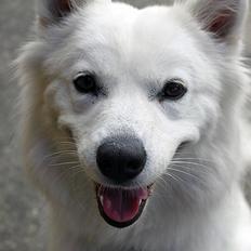 Samojedhund Zenta (Mormors hund)