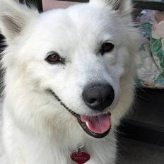 Samojedhund Zenta (Mormors hund)