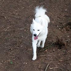 Samojedhund Zenta (Mormors hund)