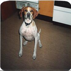 Pointer Nick *Himmelhund* Filert