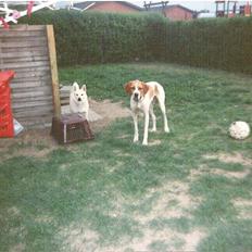 Pointer Nick *Himmelhund* Filert
