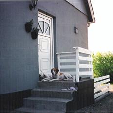 Pointer Nick *Himmelhund* Filert