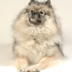 Keeshond Feluca (Clevenkeesen)