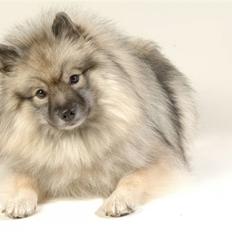 Keeshond Feluca (Clevenkeesen)