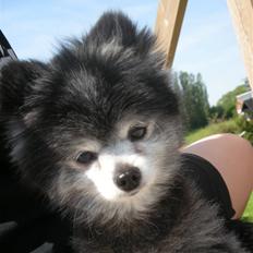 Pomeranian Toby, R.I.P min lille stjerne.