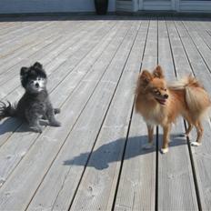 Pomeranian Toby, R.I.P min lille stjerne.