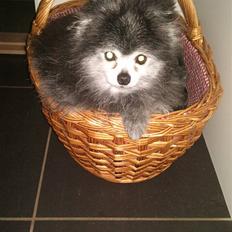 Pomeranian Toby, R.I.P min lille stjerne.