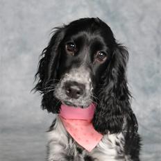 Cocker spaniel Leah