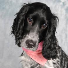 Cocker spaniel Leah