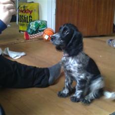 Cocker spaniel Leah