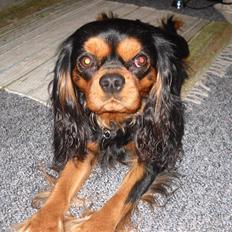 Cavalier king charles spaniel Hannibal