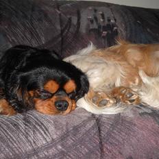 Cavalier king charles spaniel Hannibal