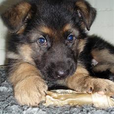 Schæferhund Team marlboros Lewis/Cody