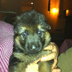 Schæferhund Team marlboros Lewis/Cody