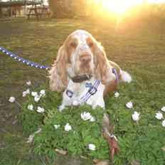 Cocker spaniel Micki