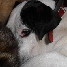 Dansk svensk gaardhund Pølse