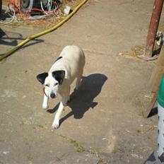 Dansk svensk gaardhund Pølse