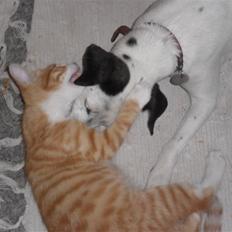 Dansk svensk gaardhund Pølse