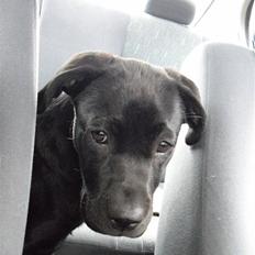 Labrador retriever Trille