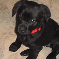 Labrador retriever Trille