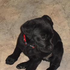 Labrador retriever Trille