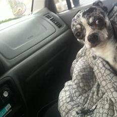 Chihuahua Minimo Perro's Simba