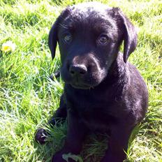 Labrador retriever Sofus