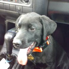 Labrador retriever Sofus