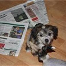 Chinese crested hårløs Chakira