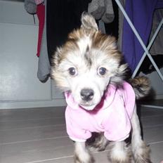 Chinese crested hårløs Chakira