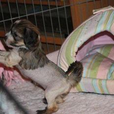 Chinese crested hårløs Chakira