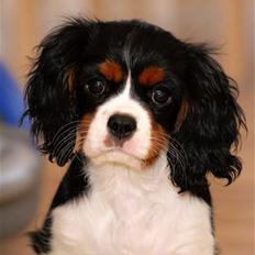 Cavalier king charles spaniel Luna