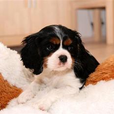 Cavalier king charles spaniel Luna