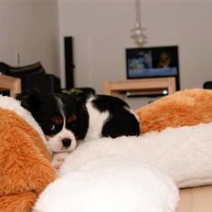 Cavalier king charles spaniel Luna